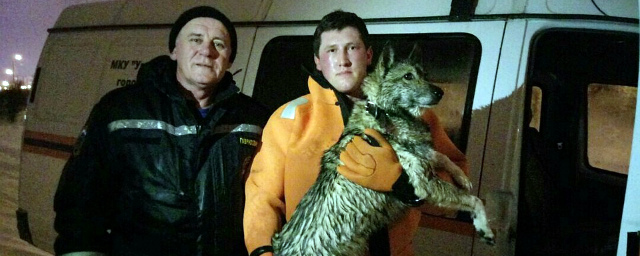 Сотрудники МЧС Белгорода спасли от гибели тонущую в ледяной воде собаку
